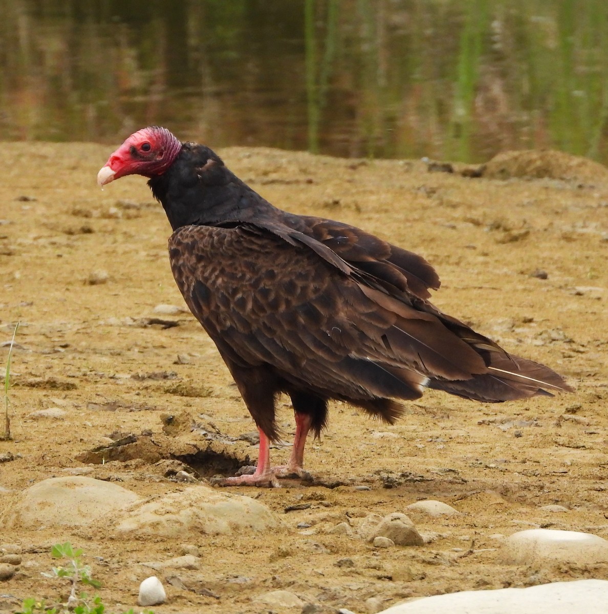 Turkey Vulture - ML619861190
