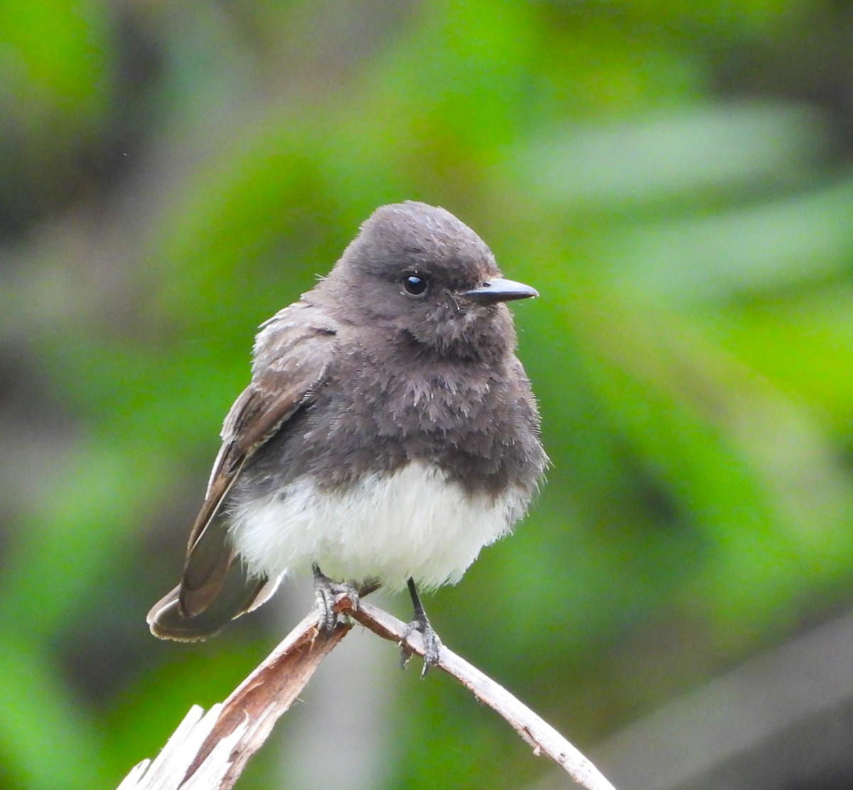 Black Phoebe - ML619861195