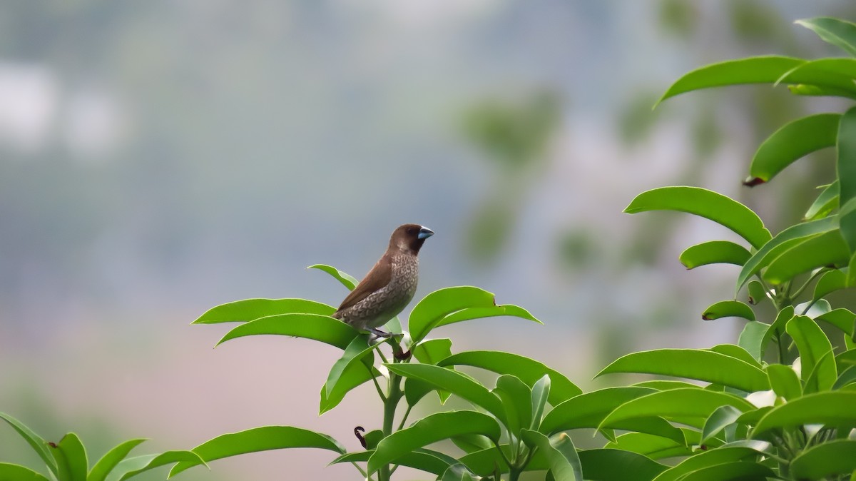 Scaly-breasted Munia - ML619861213