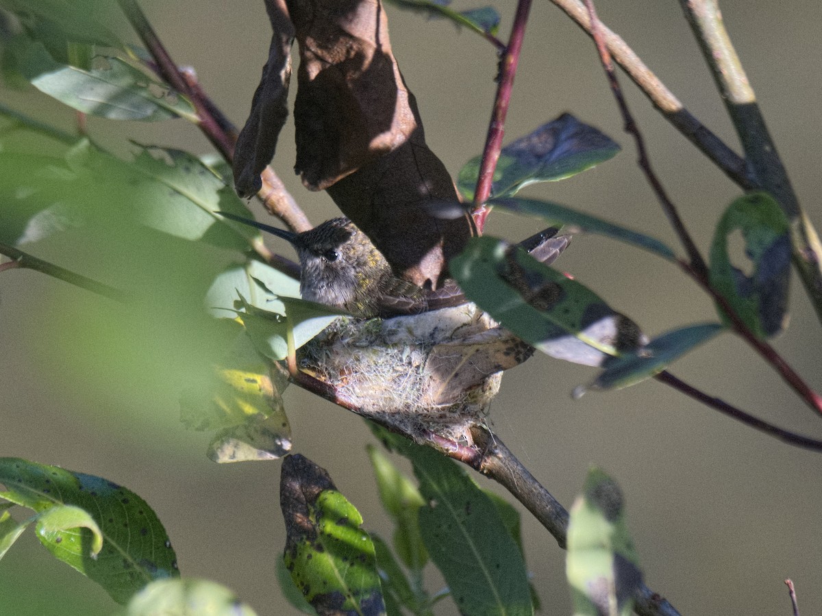 Anna's Hummingbird - ML619861228
