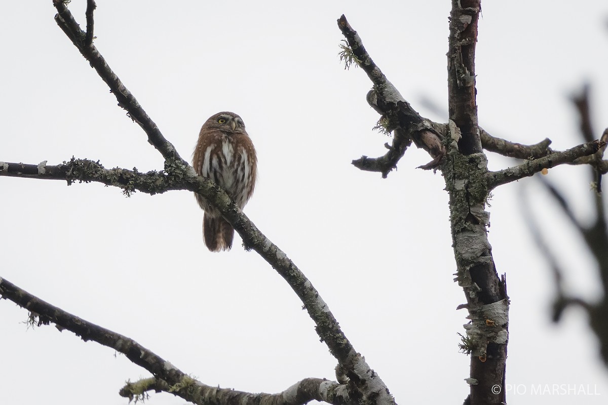 Austral Pygmy-Owl - ML619861229