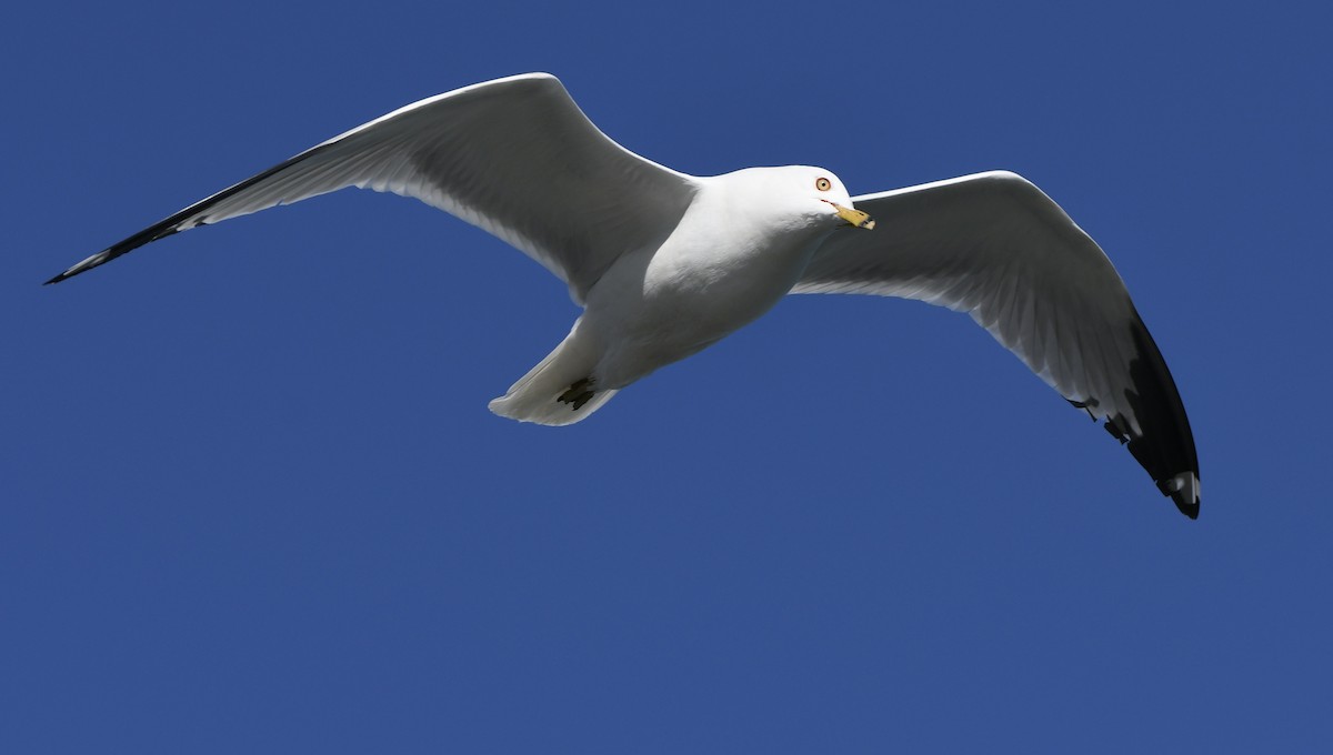 Ring-billed Gull - Sherri & Camera Guy