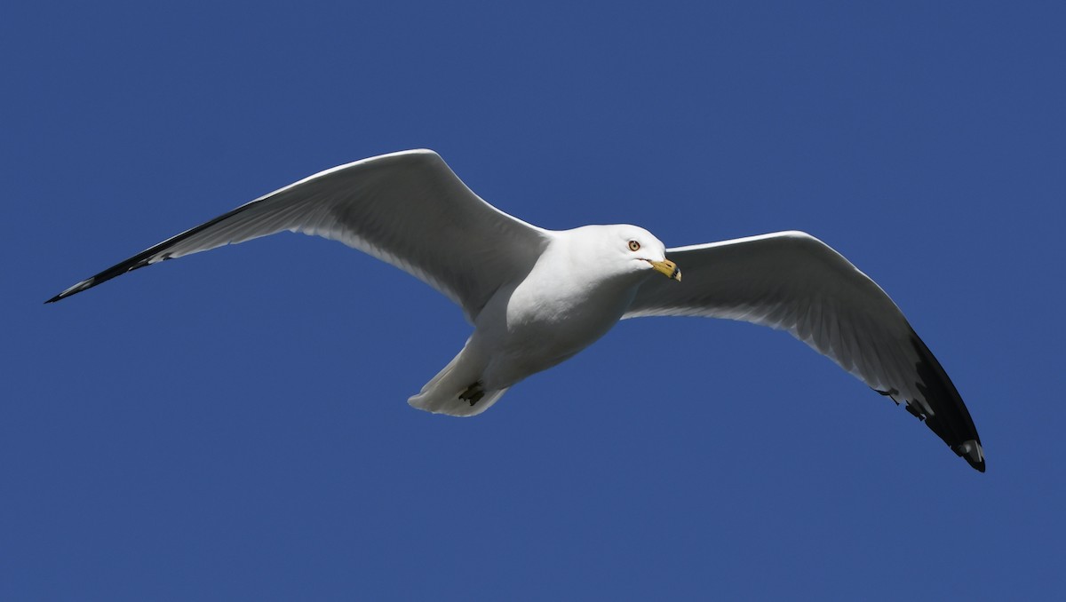 Ring-billed Gull - ML619861235