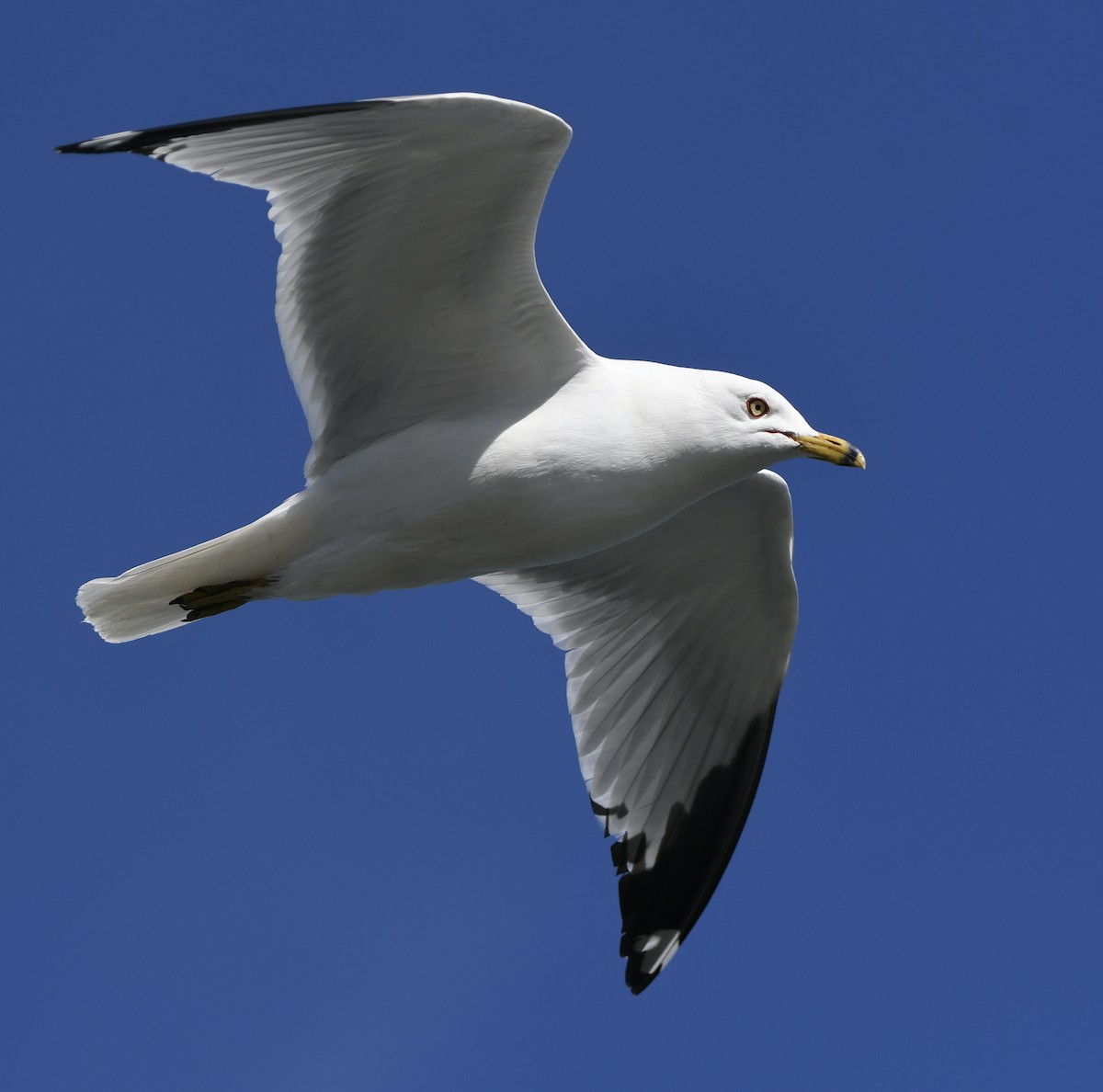 Ring-billed Gull - ML619861236