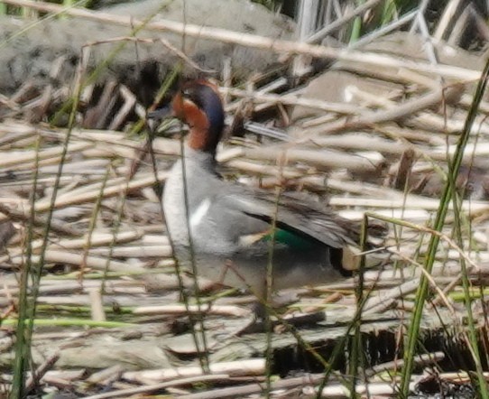 Green-winged Teal - ML619861243