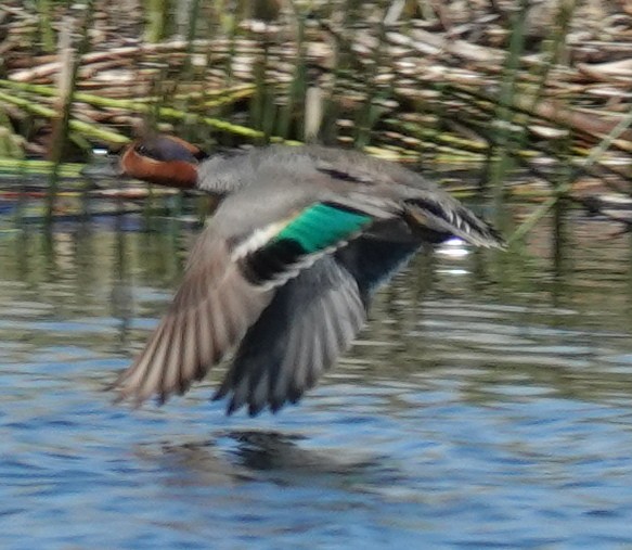 Green-winged Teal - ML619861244