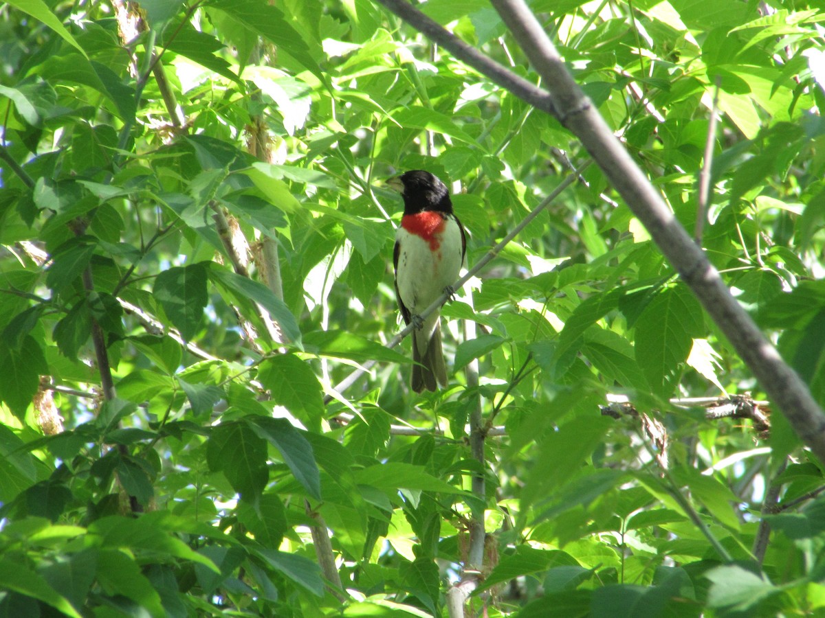 Rose-breasted Grosbeak - ML619861253