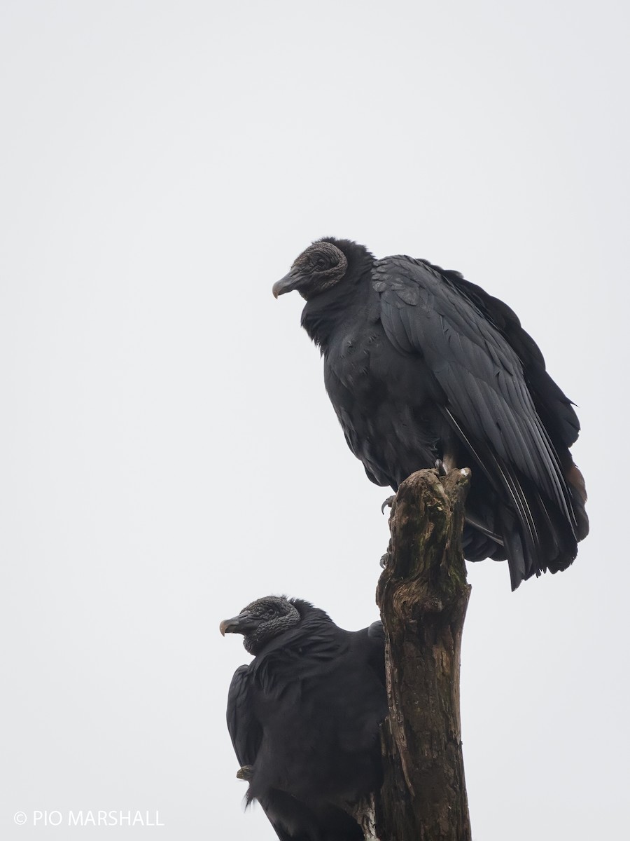 Black Vulture - ML619861267