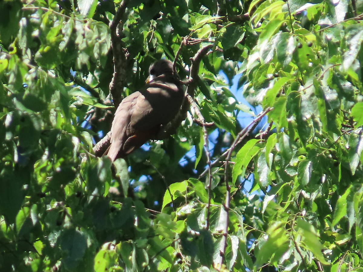 Yellow-billed Cuckoo - ML619861271