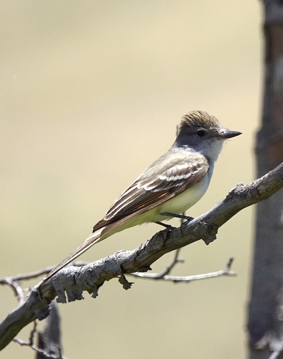 Ash-throated Flycatcher - ML619861274