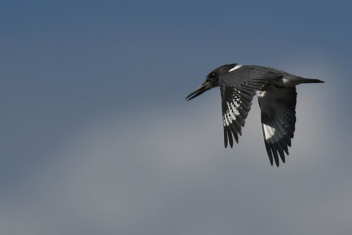 Belted Kingfisher - ML619861301