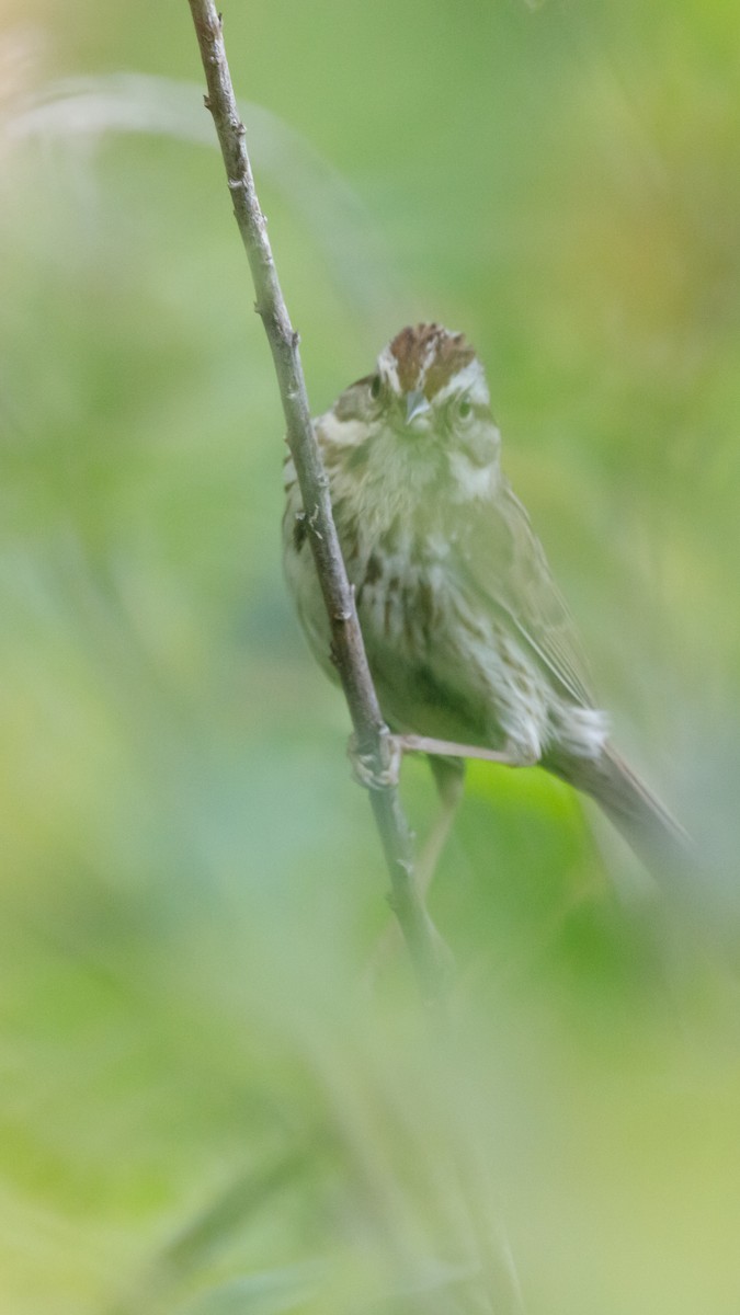 Song Sparrow - ML619861303