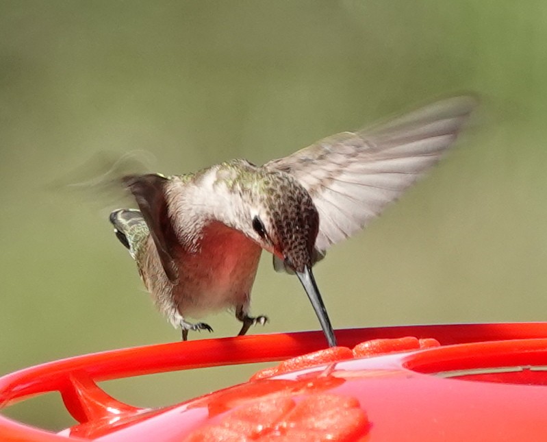 Black-chinned Hummingbird - ML619861306