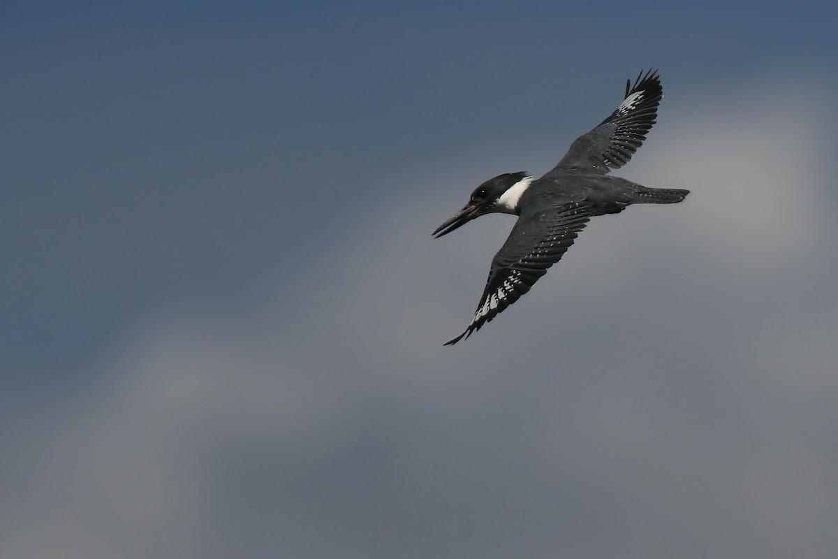 Belted Kingfisher - ML619861313