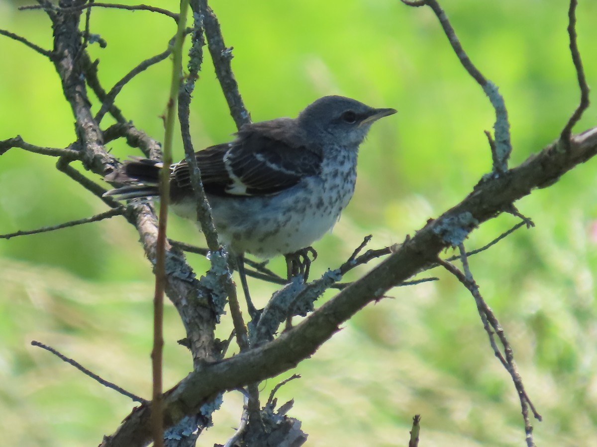 Northern Mockingbird - ML619861316