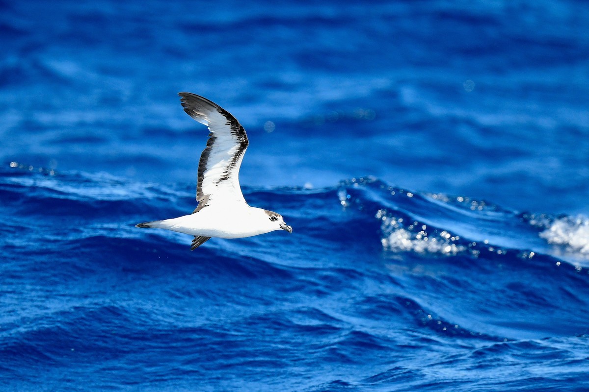 Black-capped Petrel (White-faced) - ML619861318