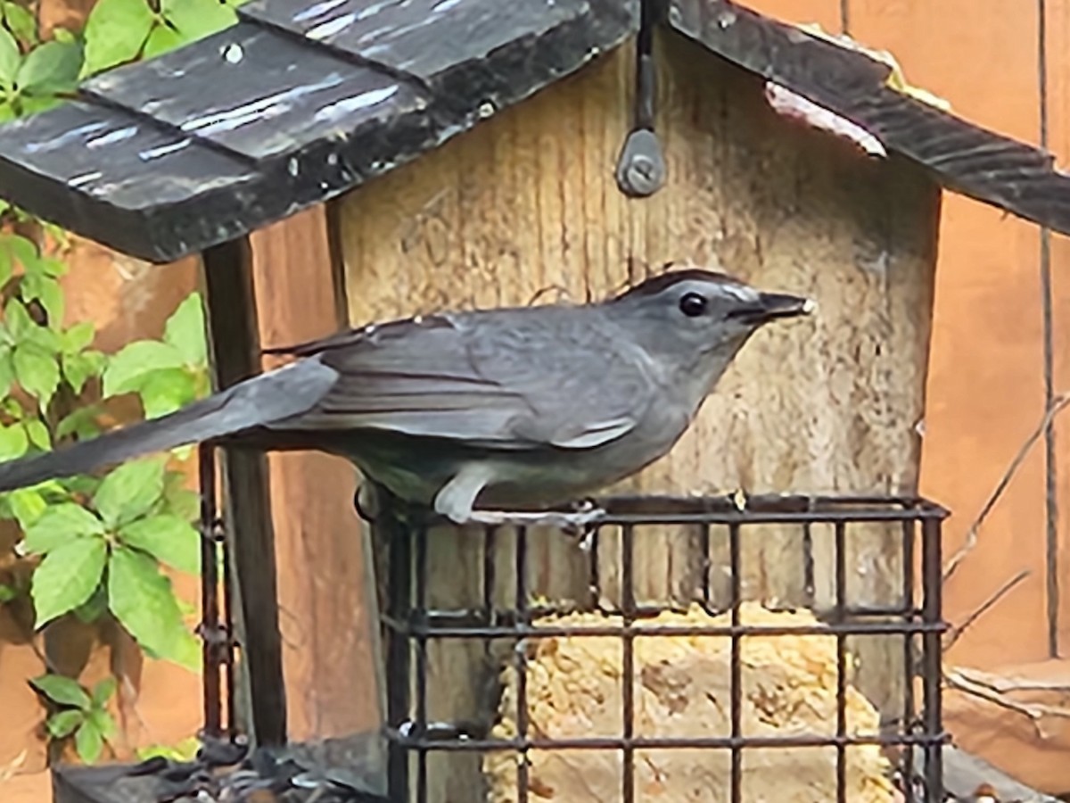 Gray Catbird - ML619861323