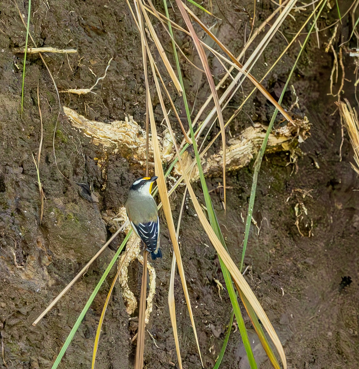 Striated Pardalote - ML619861336