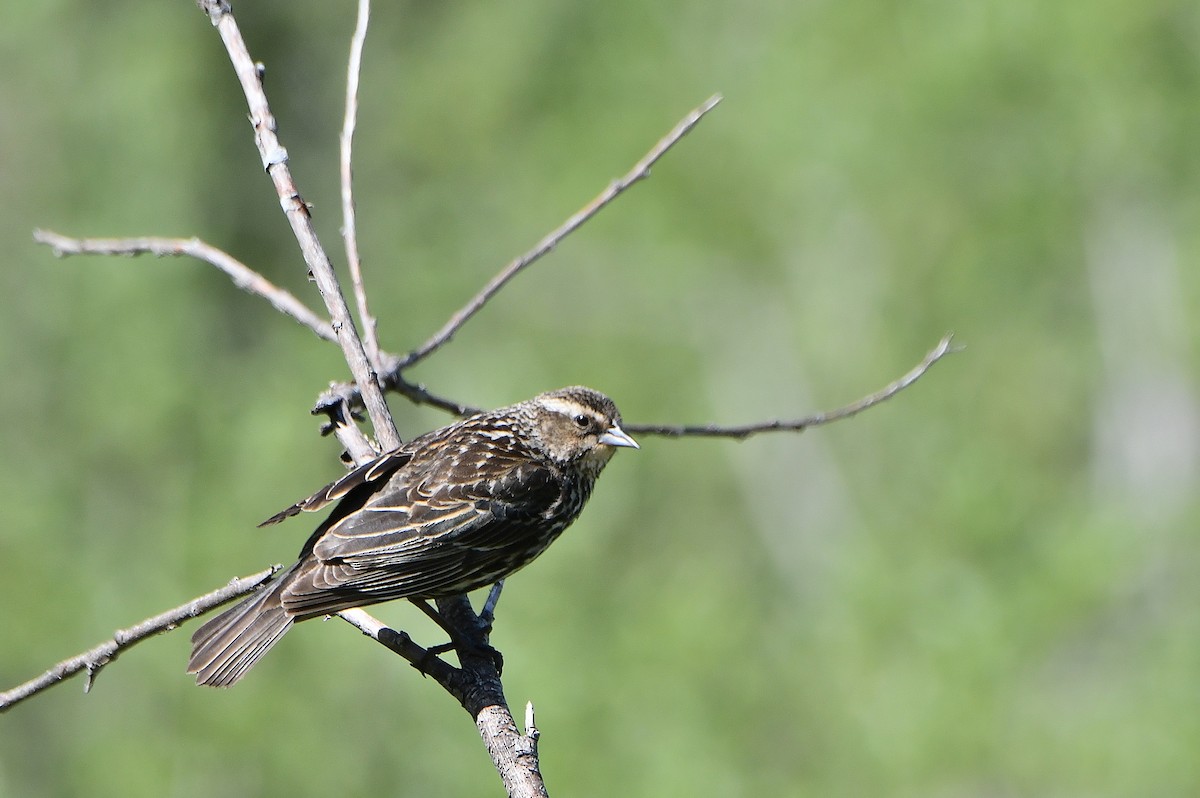Red-winged Blackbird (Red-winged) - ML619861340