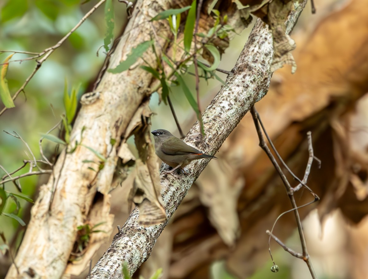 Red-browed Firetail - ML619861348