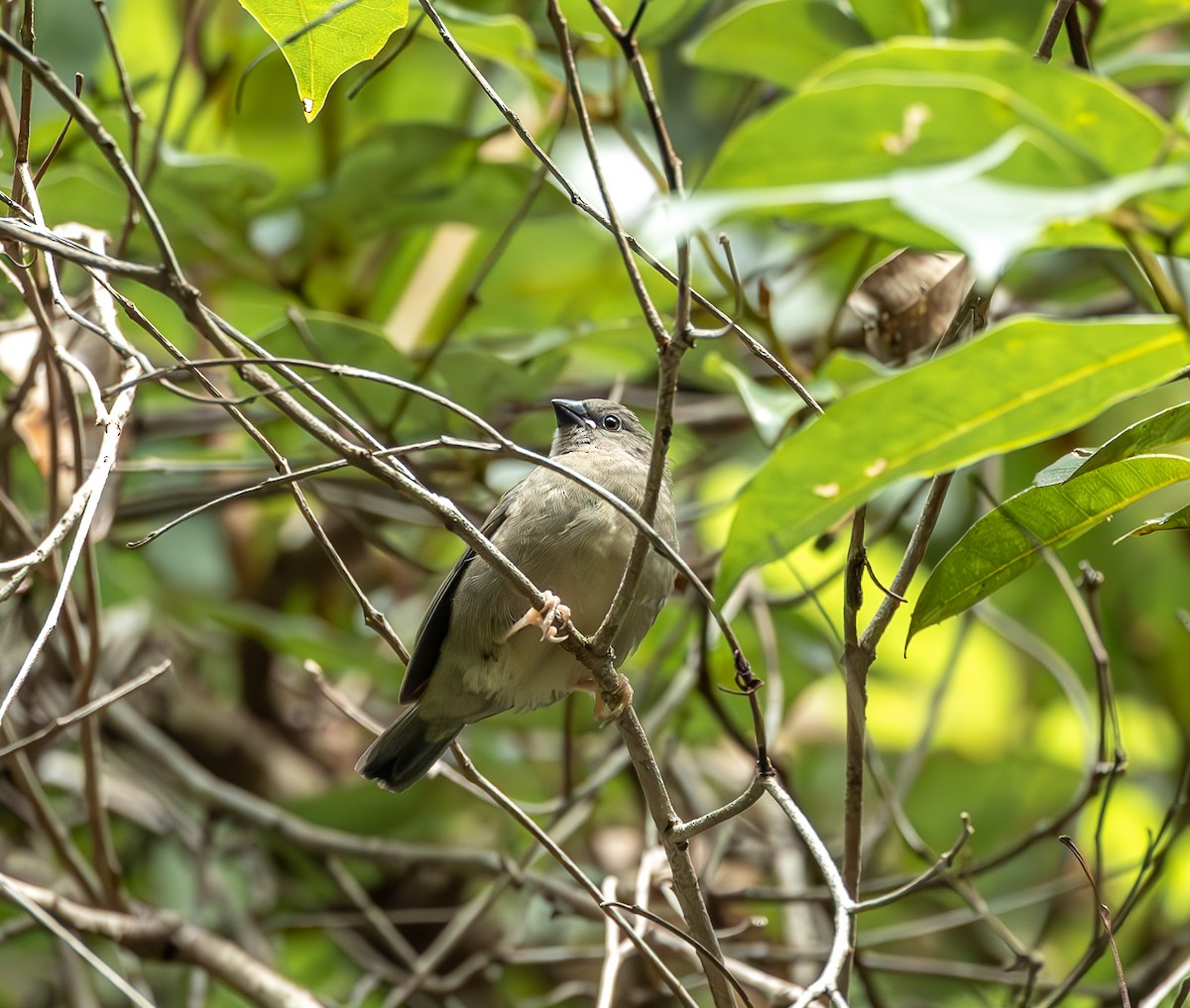 Red-browed Firetail - ML619861350