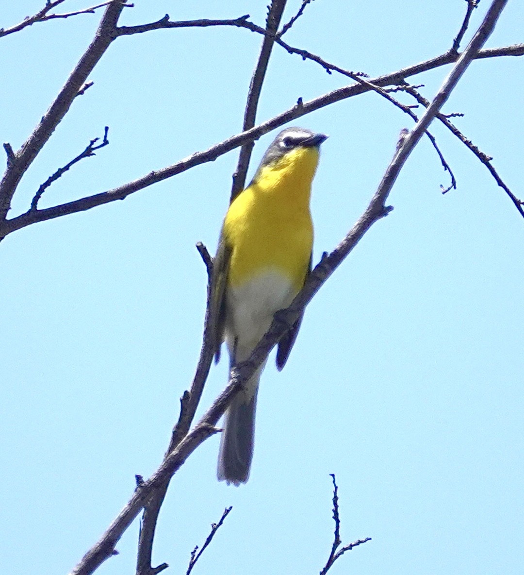 Yellow-breasted Chat - ML619861357