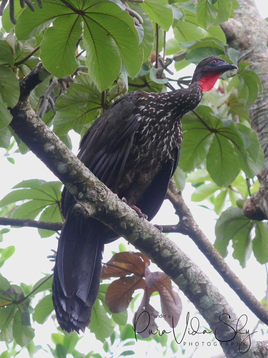 Crested Guan - ML619861358
