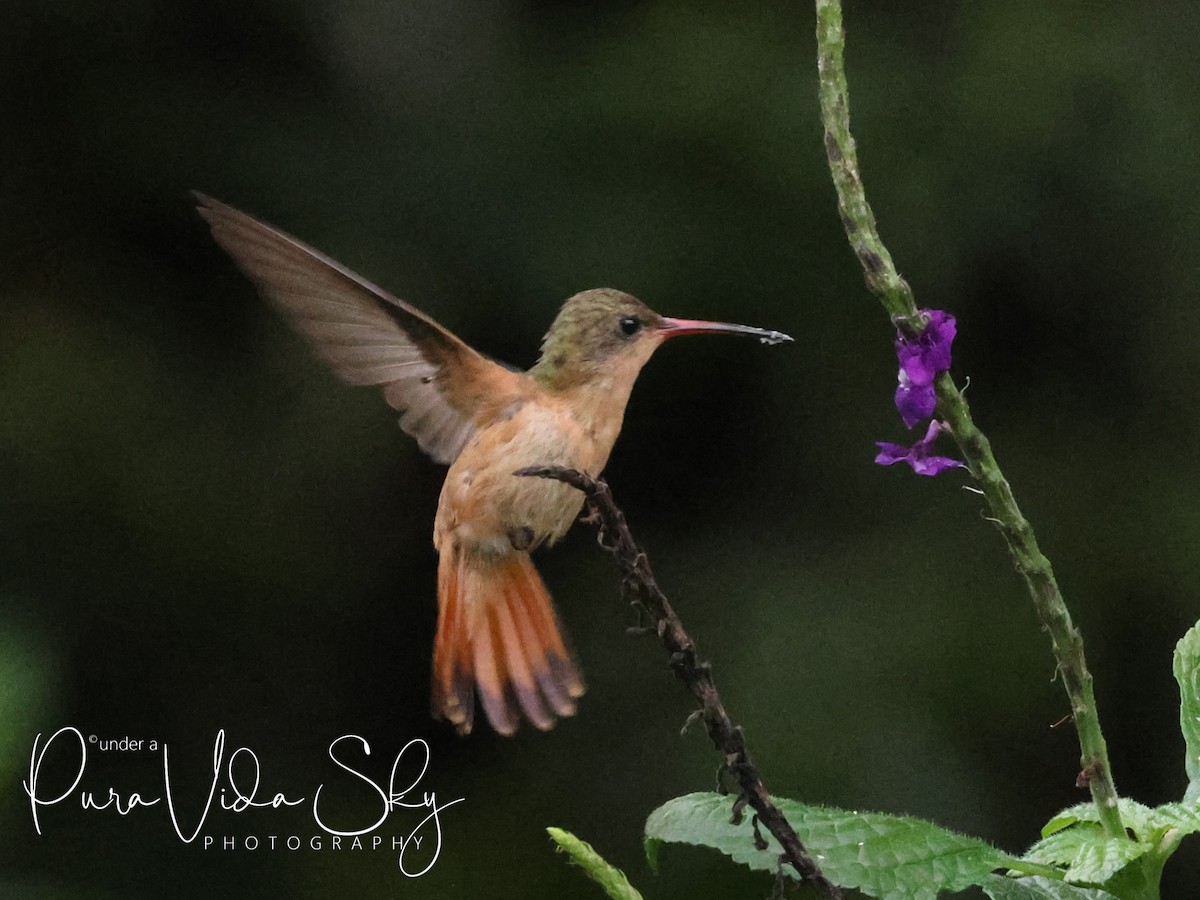 kolibřík ryšavý - ML619861364