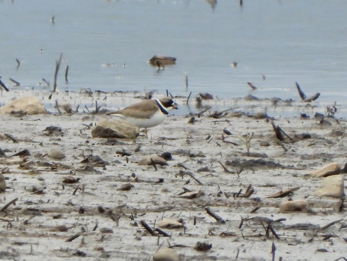 Semipalmated Plover - ML619861371