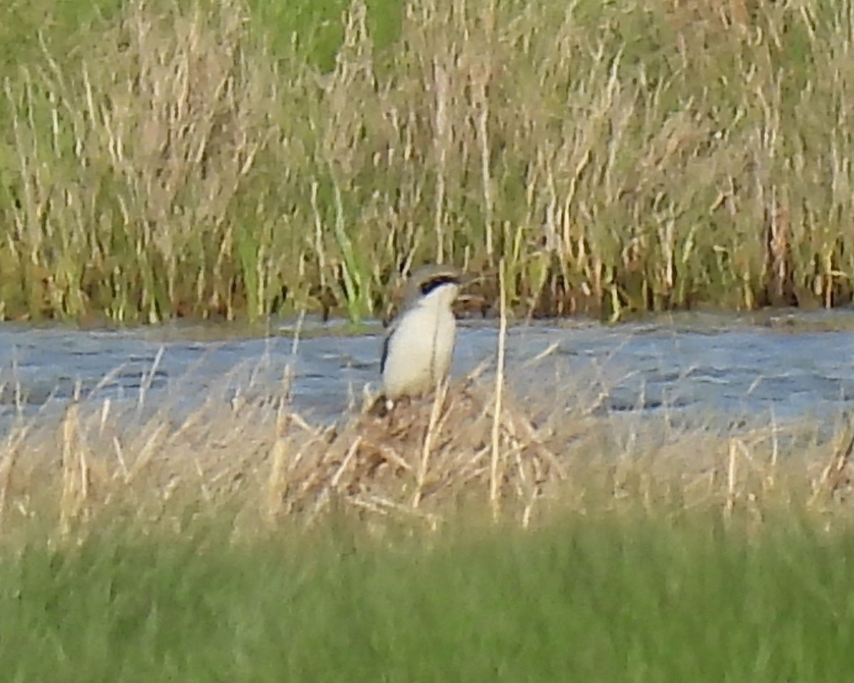 Loggerhead Shrike - ML619861373