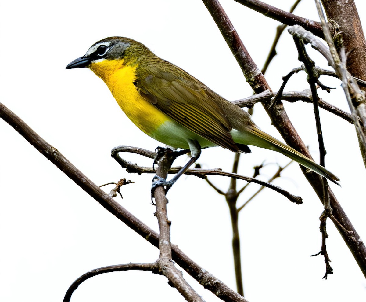 Yellow-breasted Chat - ML619861388