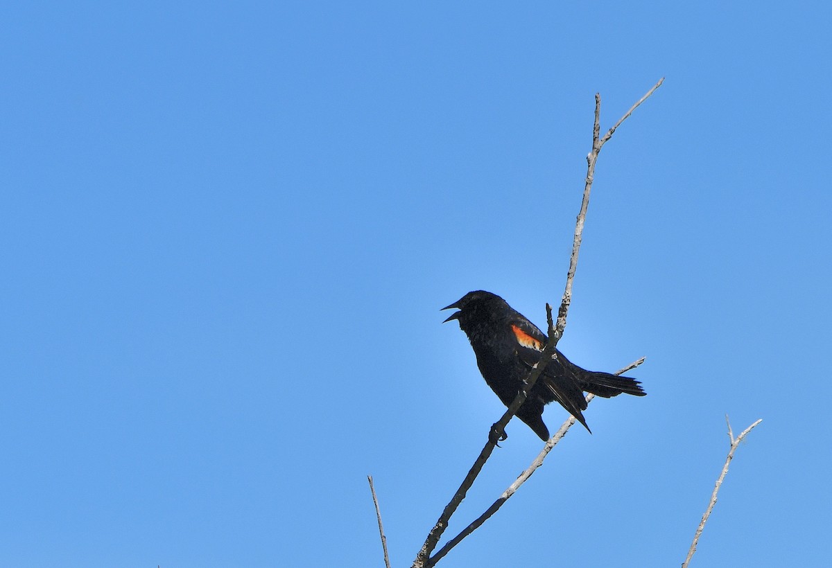 Red-winged Blackbird (Red-winged) - ML619861391