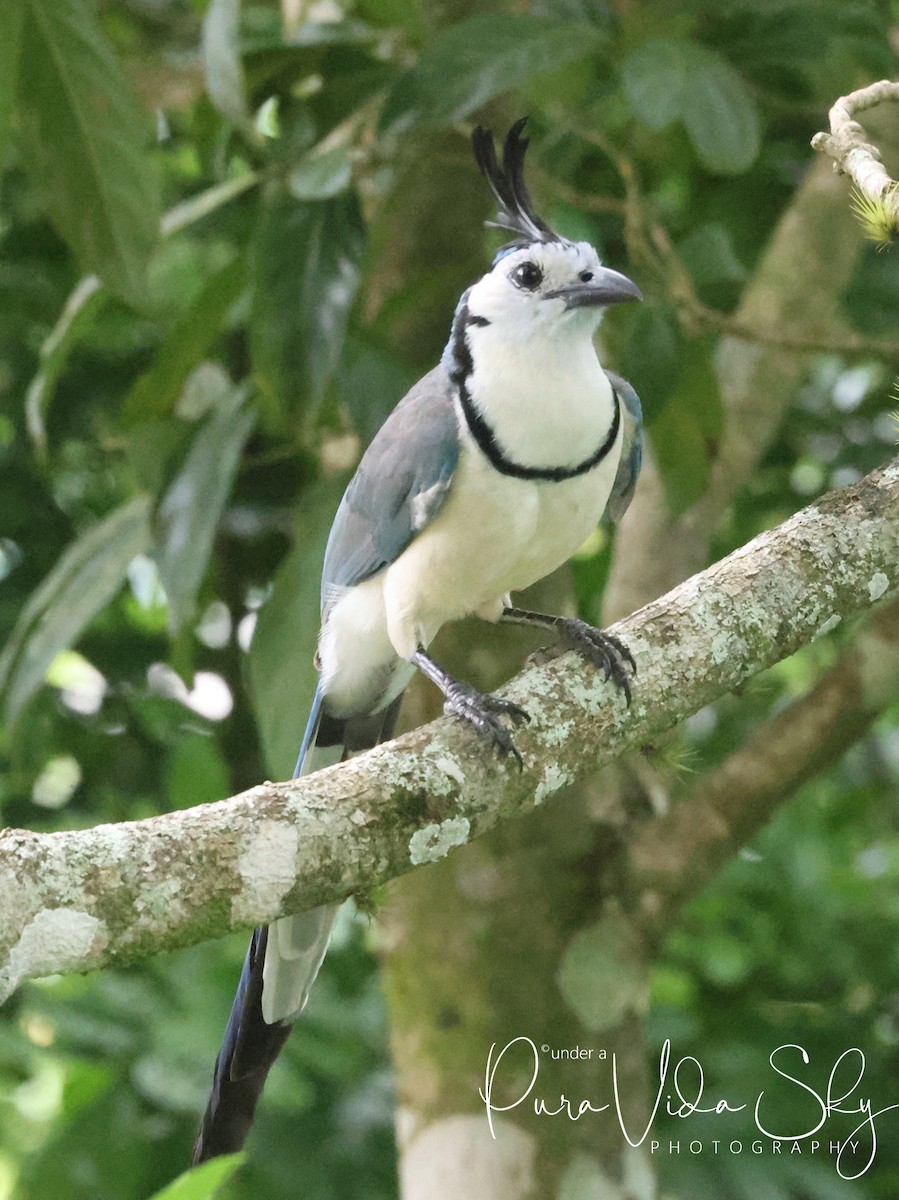 White-throated Magpie-Jay - ML619861393