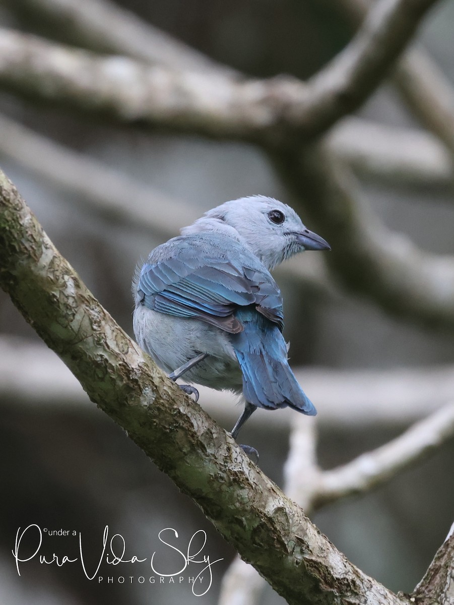 Blue-gray Tanager - ML619861408