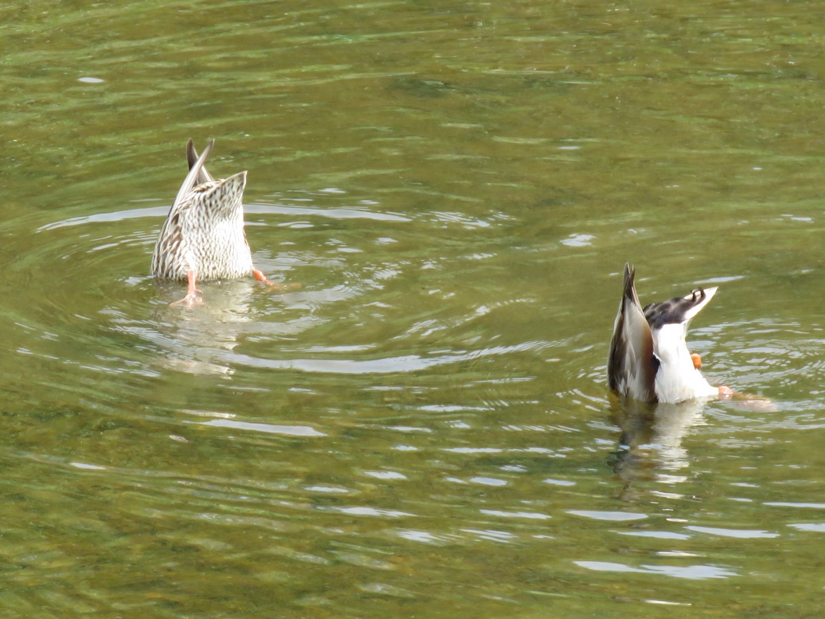 Canard colvert - ML619861429