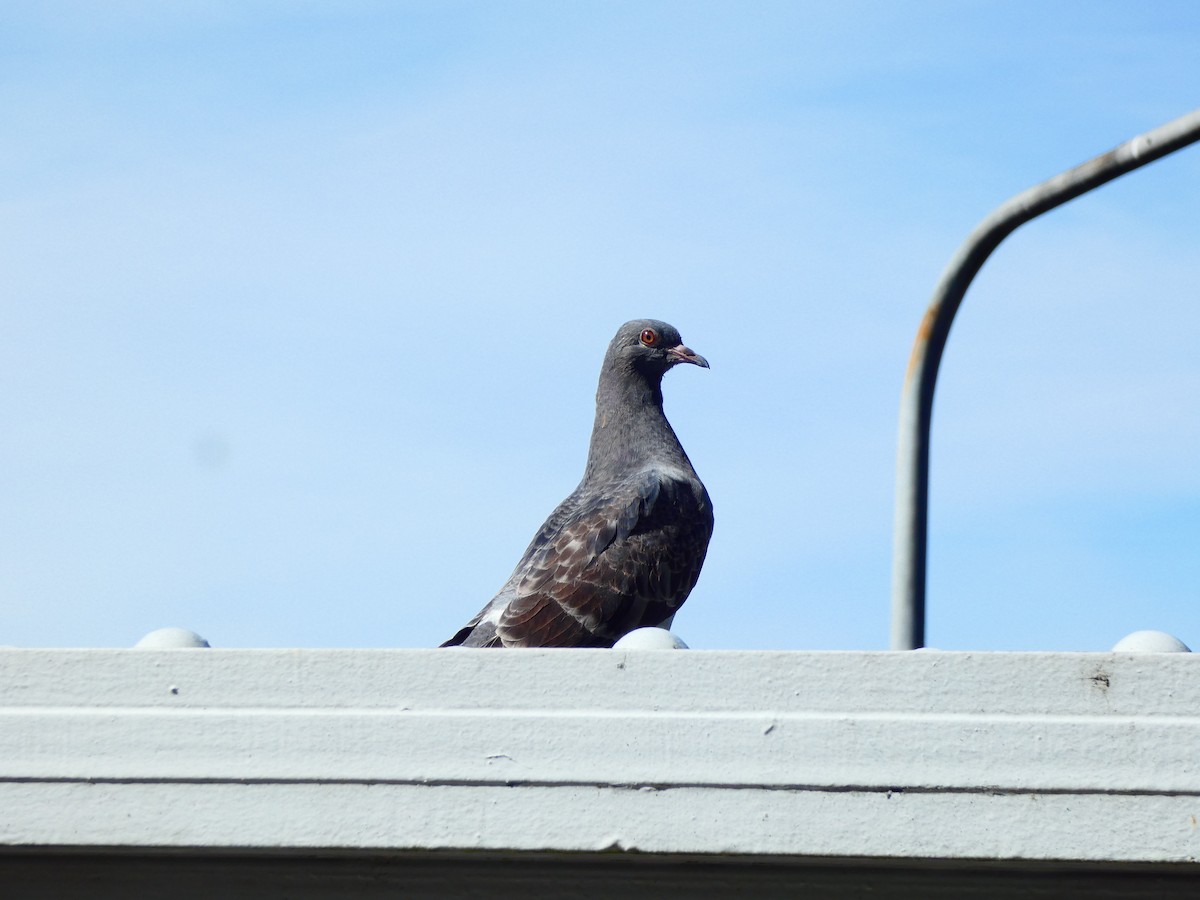 Rock Pigeon (Feral Pigeon) - ML619861430