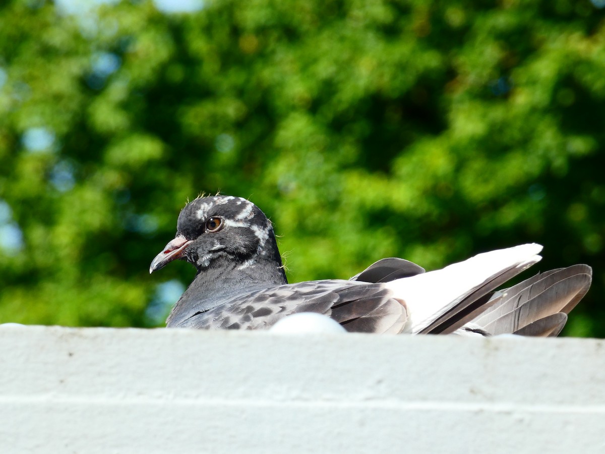 Rock Pigeon (Feral Pigeon) - ML619861431
