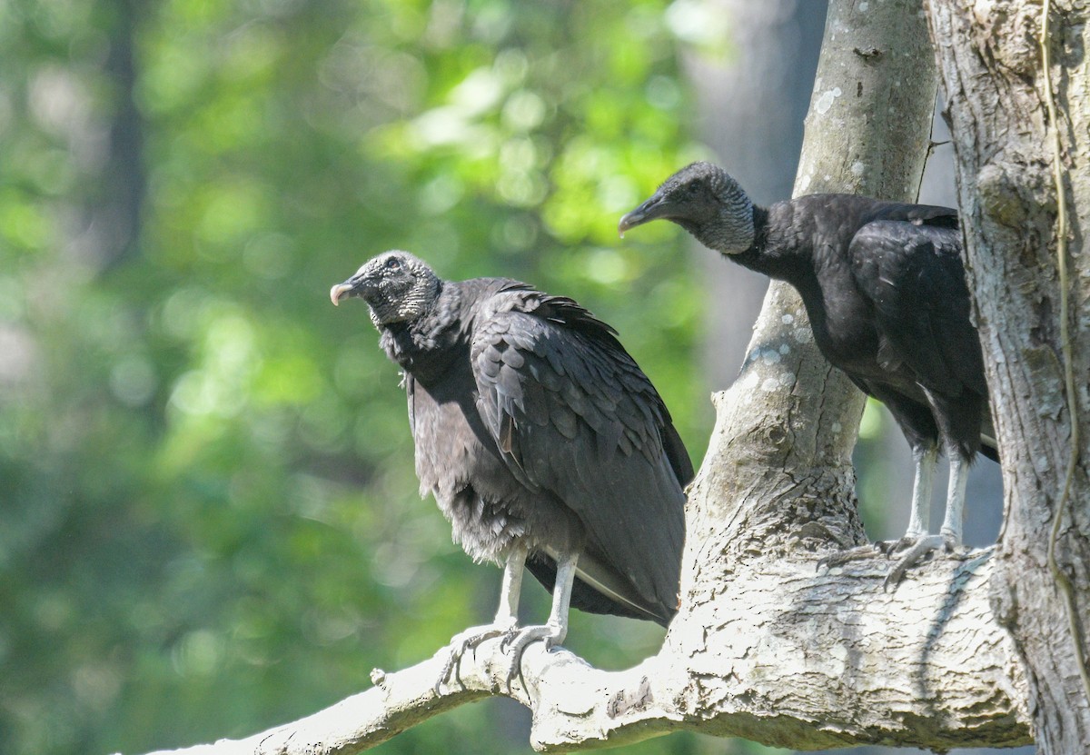 Black Vulture - ML619861438