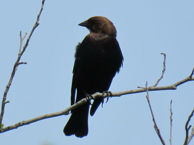 Brown-headed Cowbird - ML619861440