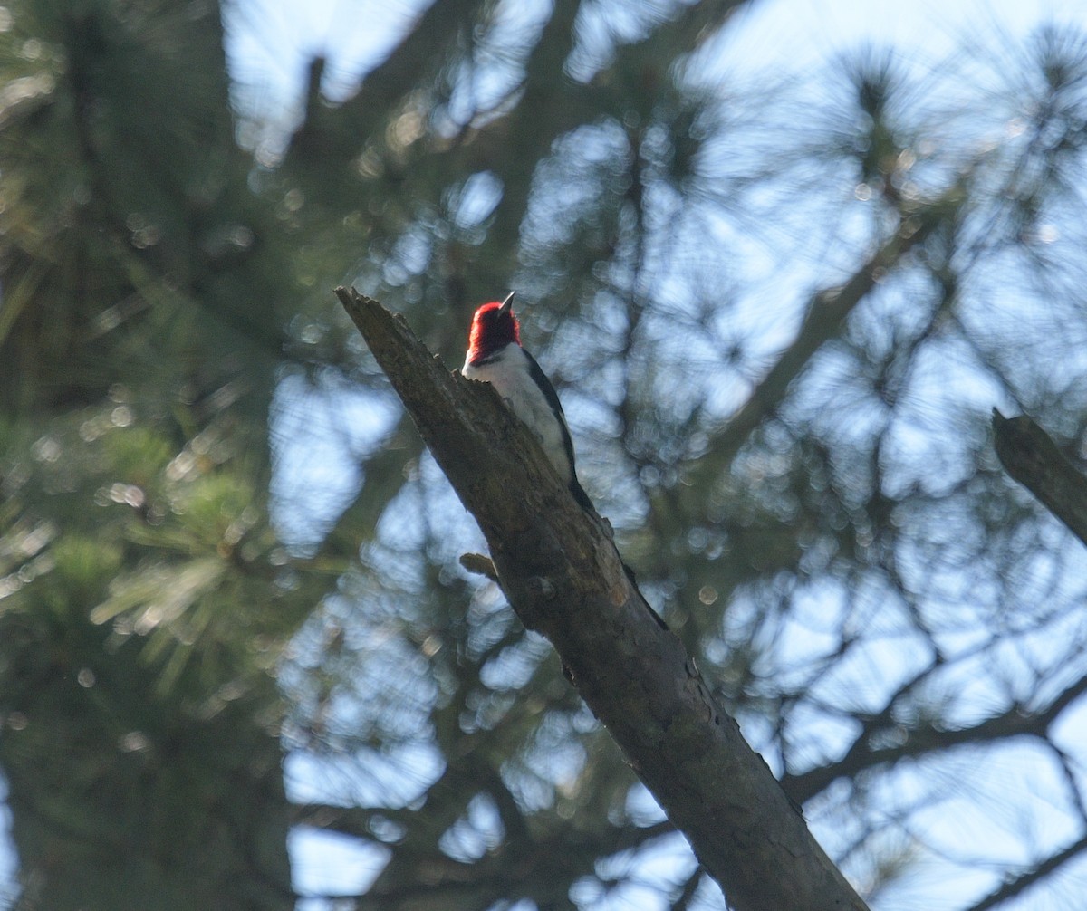 Red-headed Woodpecker - ML619861442