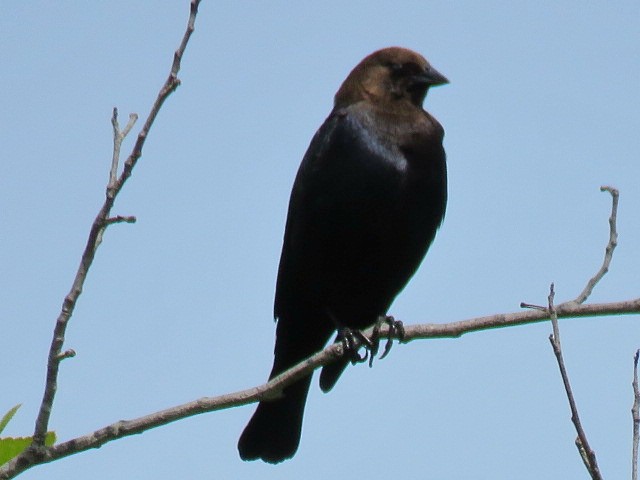 Brown-headed Cowbird - ML619861444