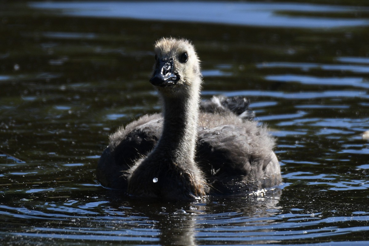 Canada Goose - ML619861449