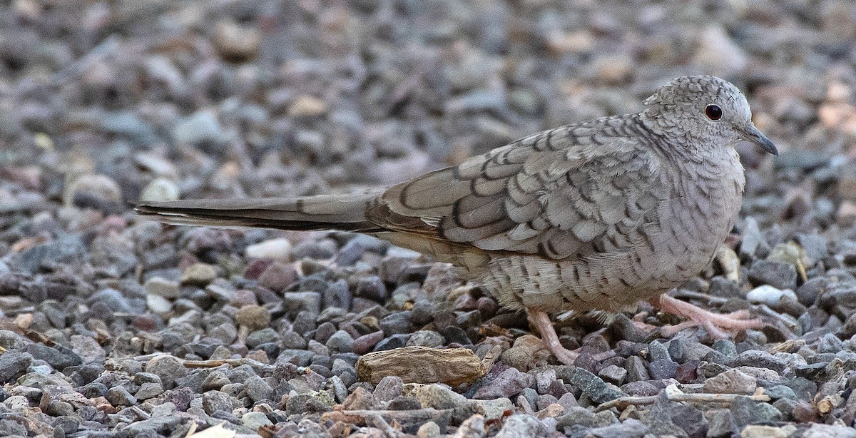 Inca Dove - ML619861471