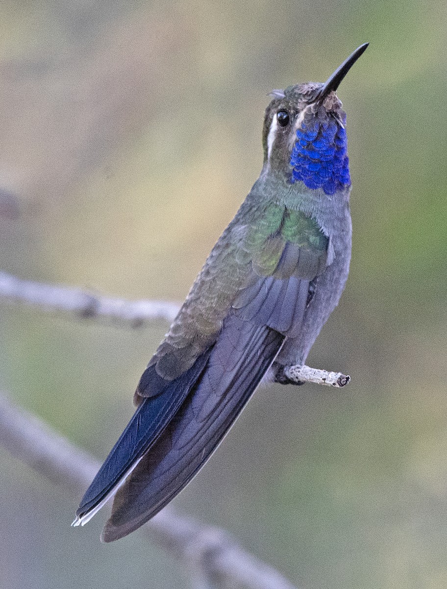 Blue-throated Mountain-gem - ML619861477