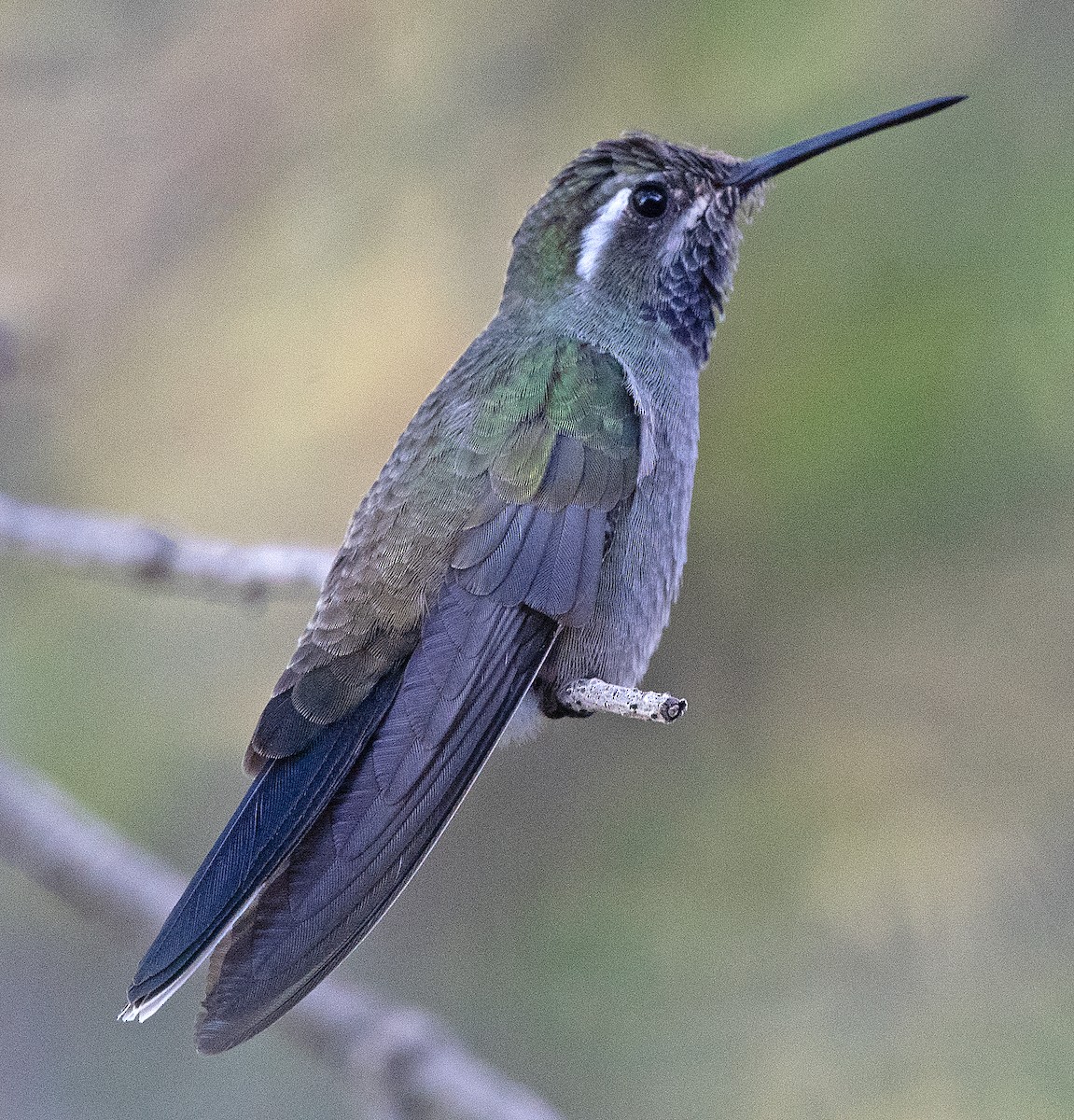 Blue-throated Mountain-gem - ML619861478