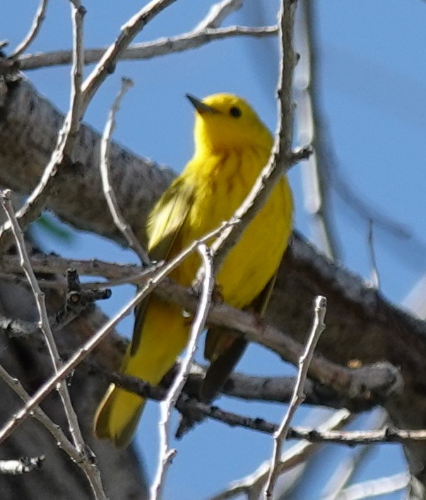 Yellow Warbler - ML619861485