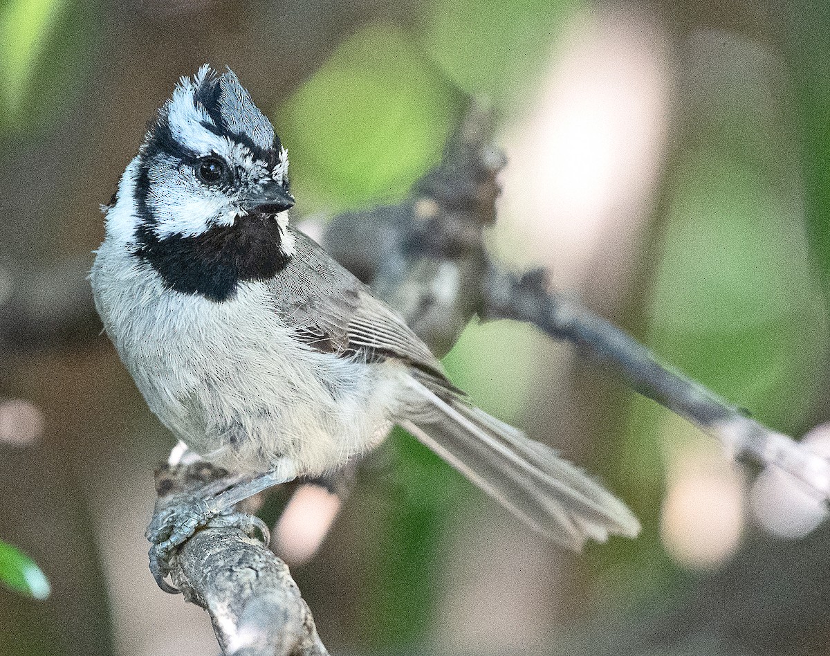 Bridled Titmouse - ML619861492