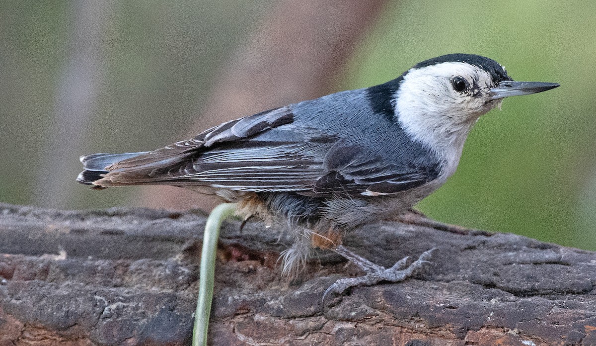 White-breasted Nuthatch (Interior West) - ML619861499