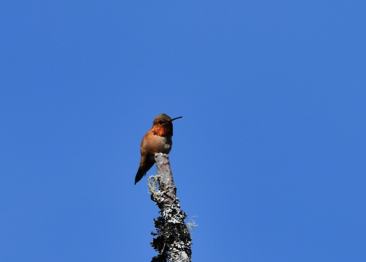 Kızıl Sırtlı Kolibri - ML619861510