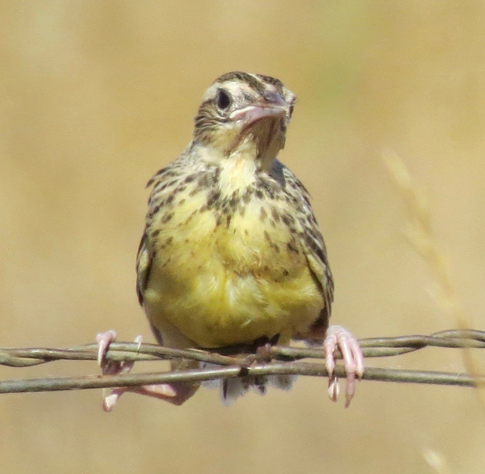 Western Meadowlark - ML619861515